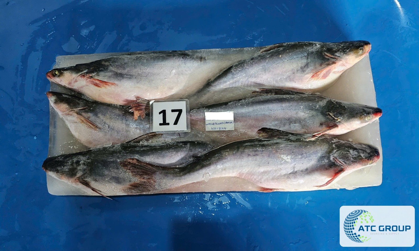 Frozen pangasius – detailed product view