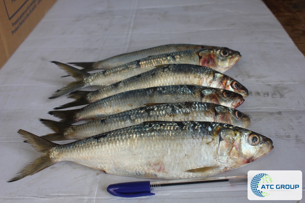 Frozen sardinella – product view