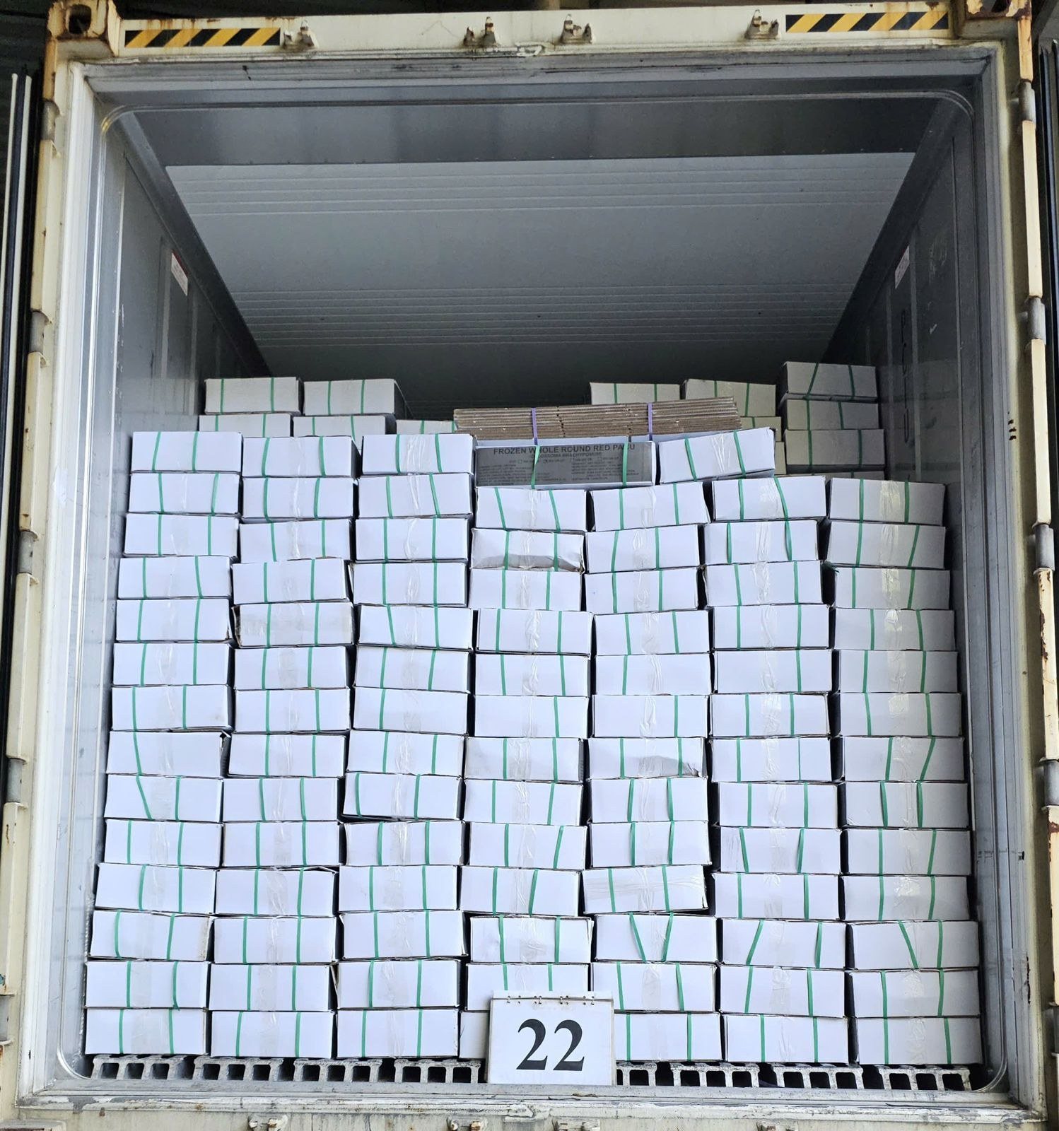 Frozen whole red pacu loaded in a reefer, Vietnam, February 2026