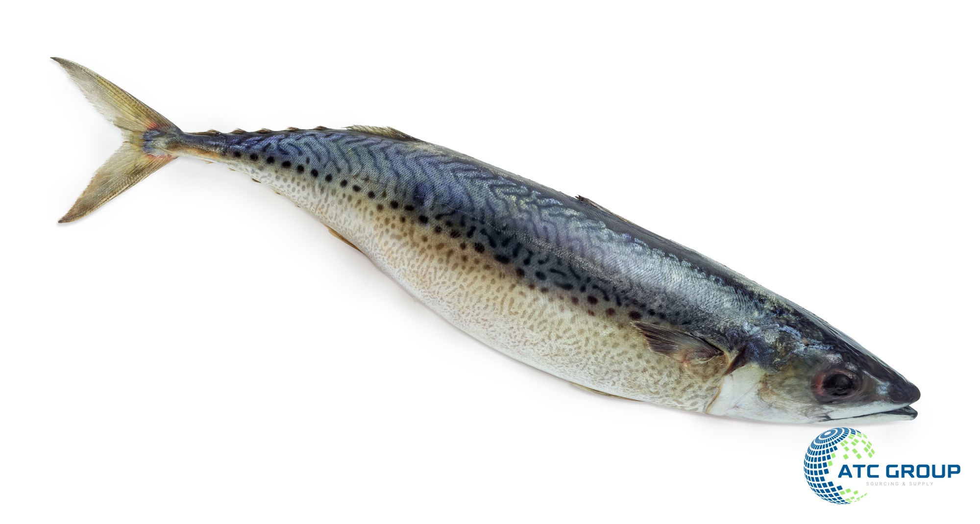 Frozen Atlantic chub mackerel – whole fish on white background