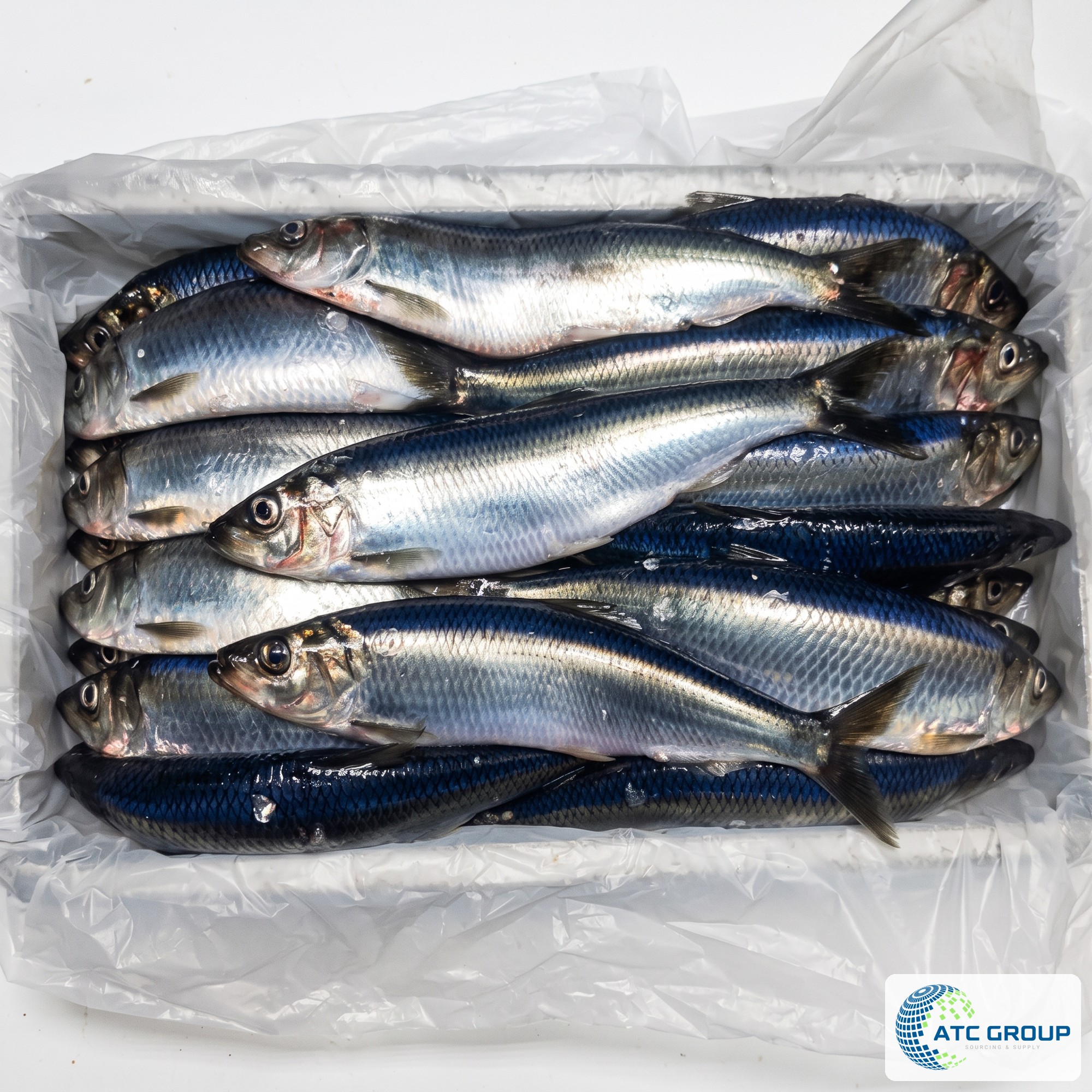 Frozen herring – product view