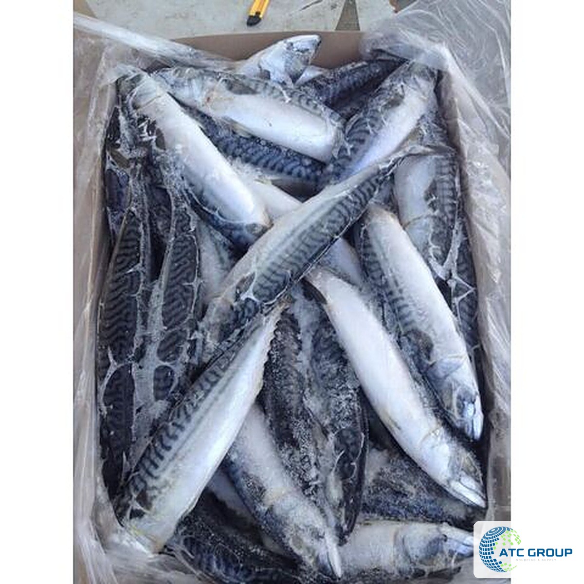 Frozen Atlantic mackerel – product view
