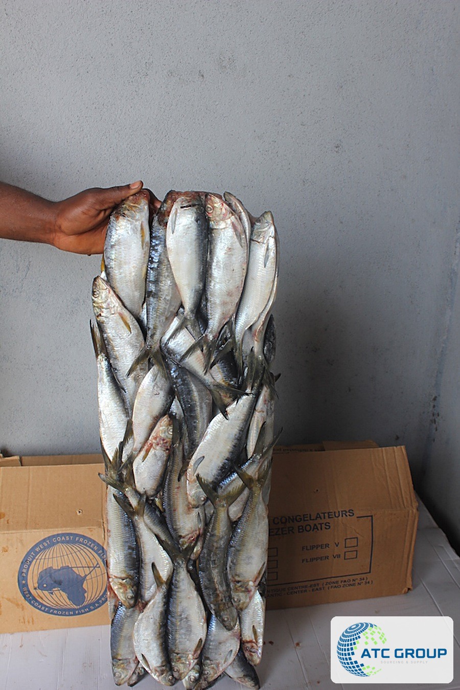Frozen sardinella – export packaging
