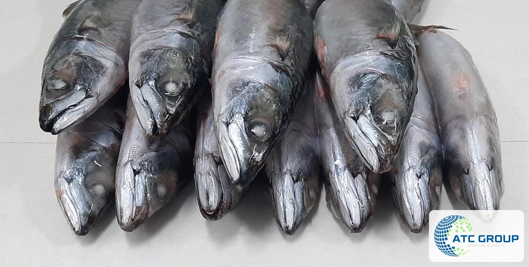 Frozen Pacific chub mackerel – product view