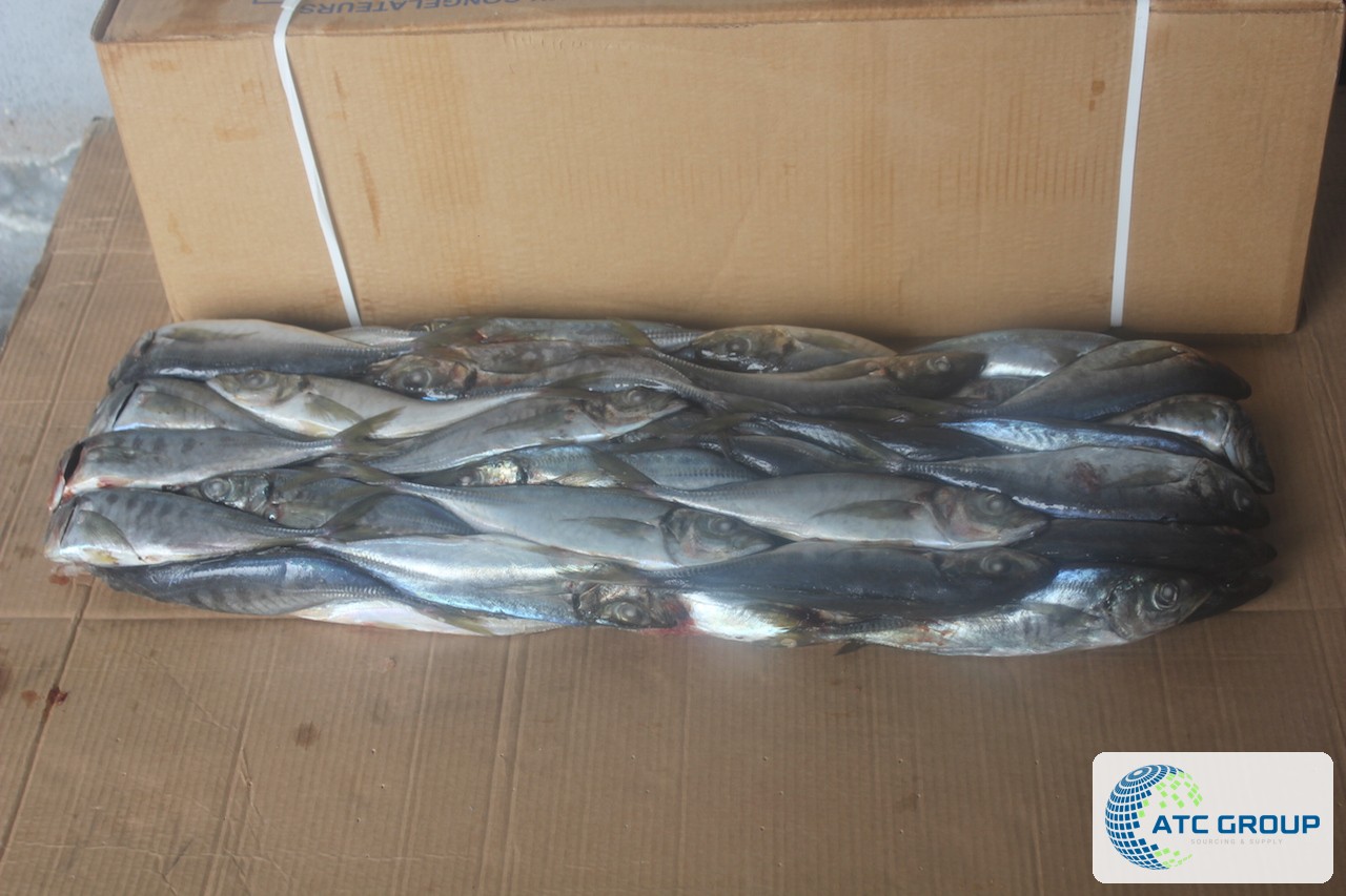 Frozen Atlantic horse mackerel – detailed product view