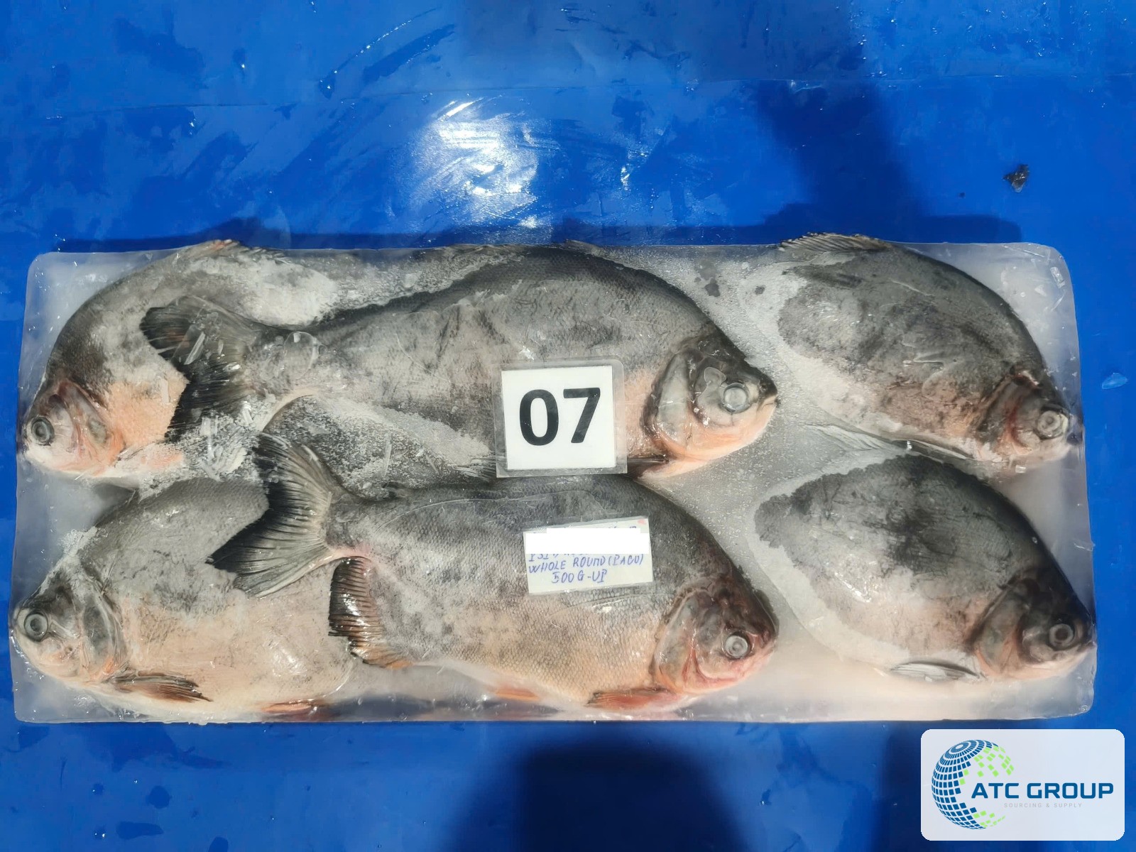 Frozen red pacu – product view