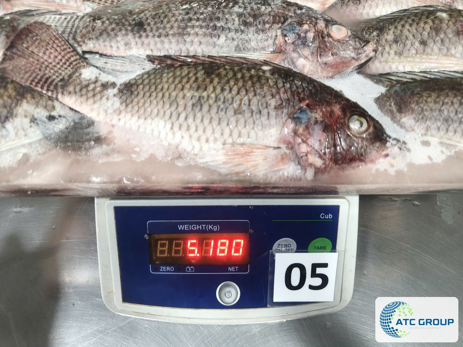 Frozen tilapia – frozen block on a scale
