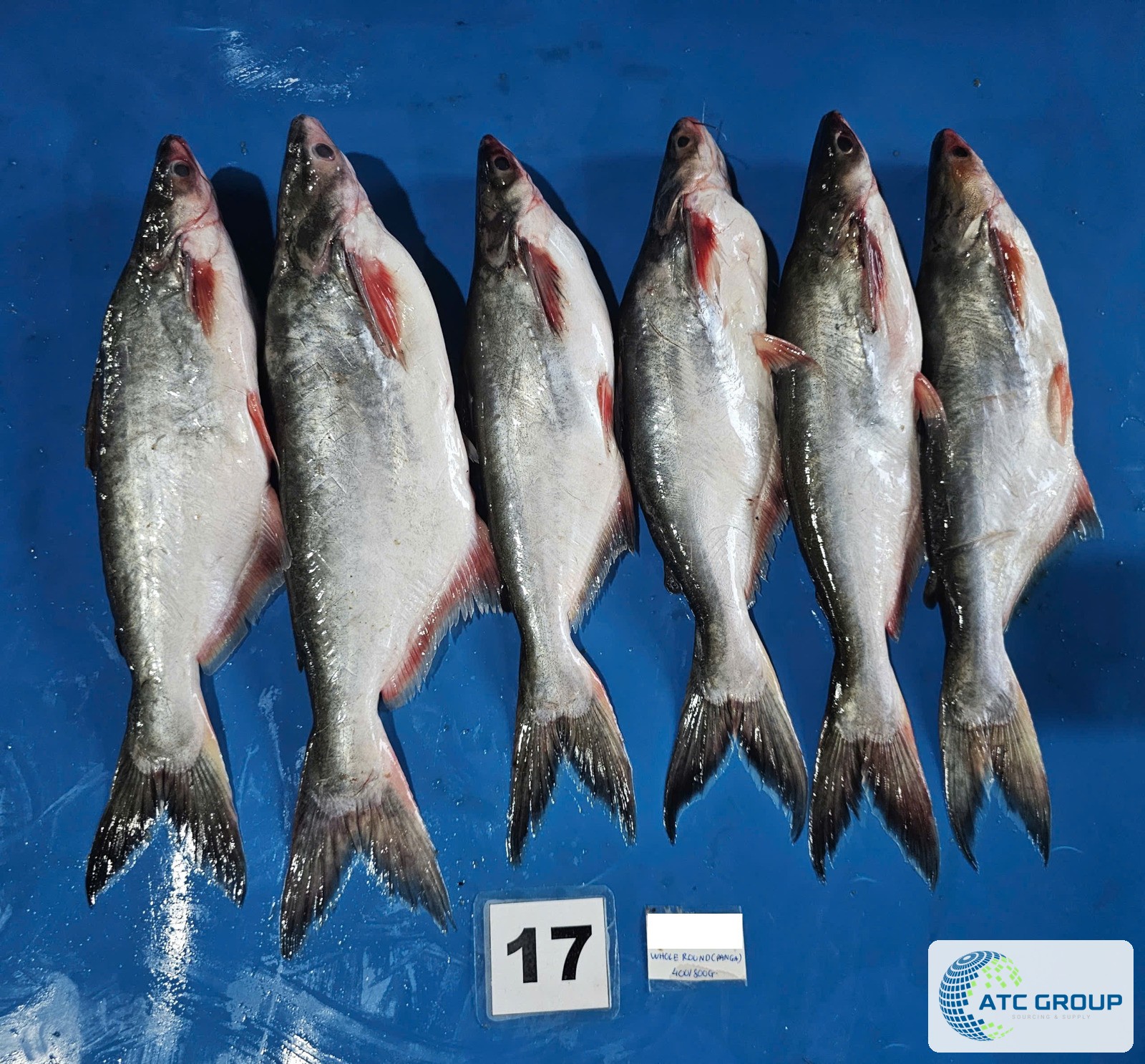 Frozen pangasius – additional product view
