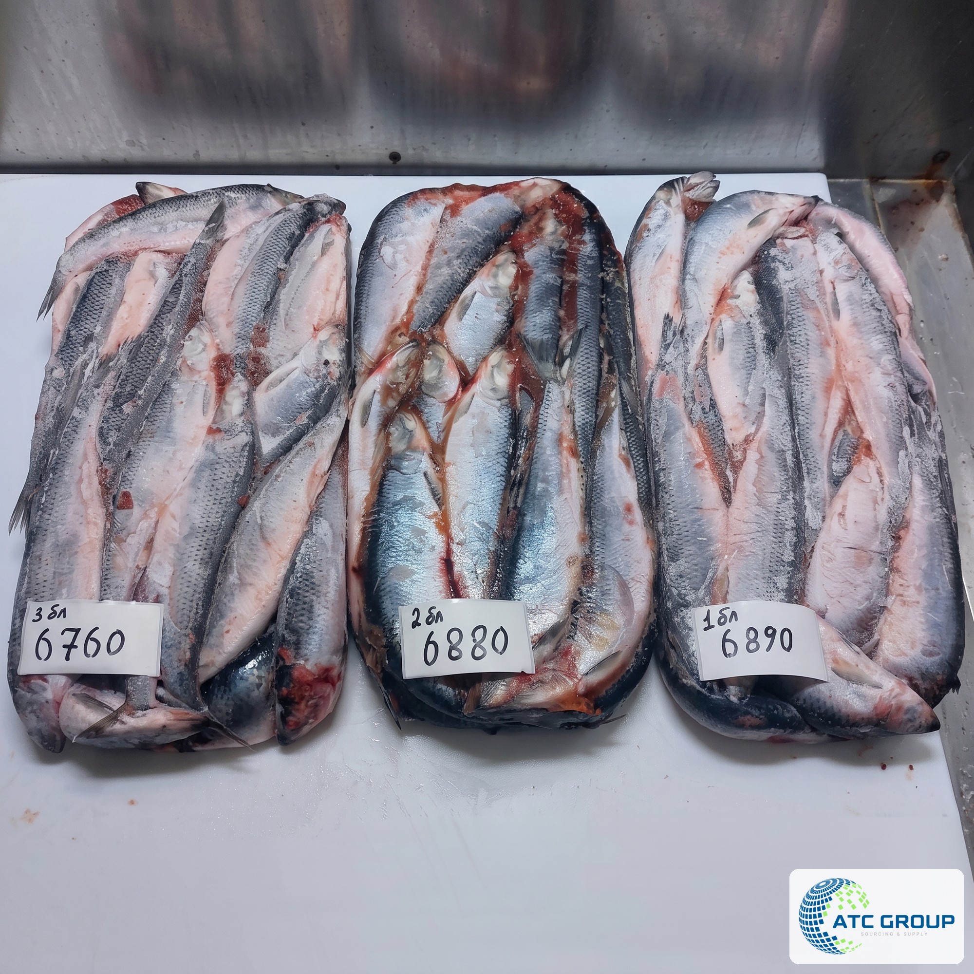 Frozen herring – detailed product view