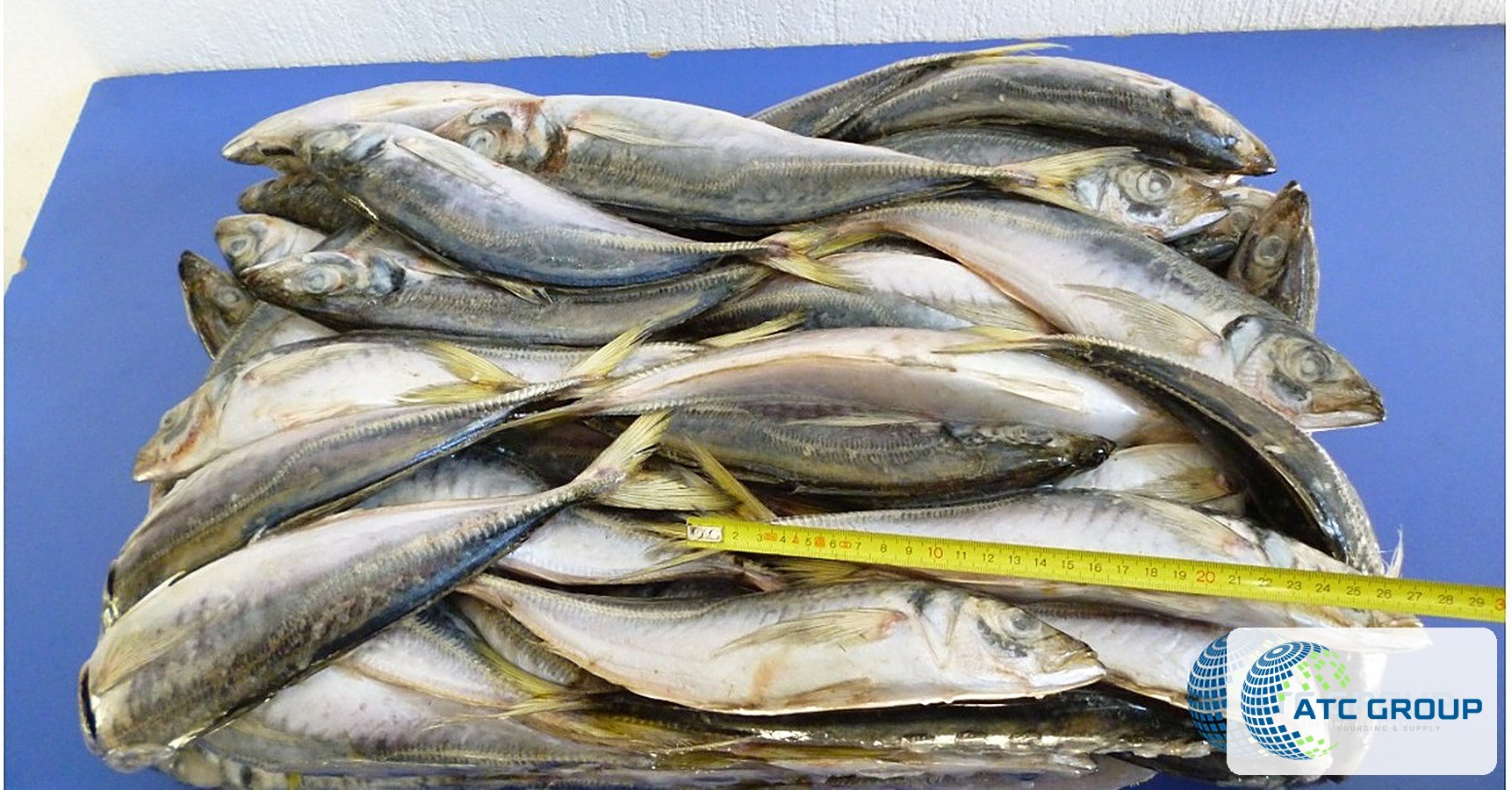 Frozen Atlantic horse mackerel – product view