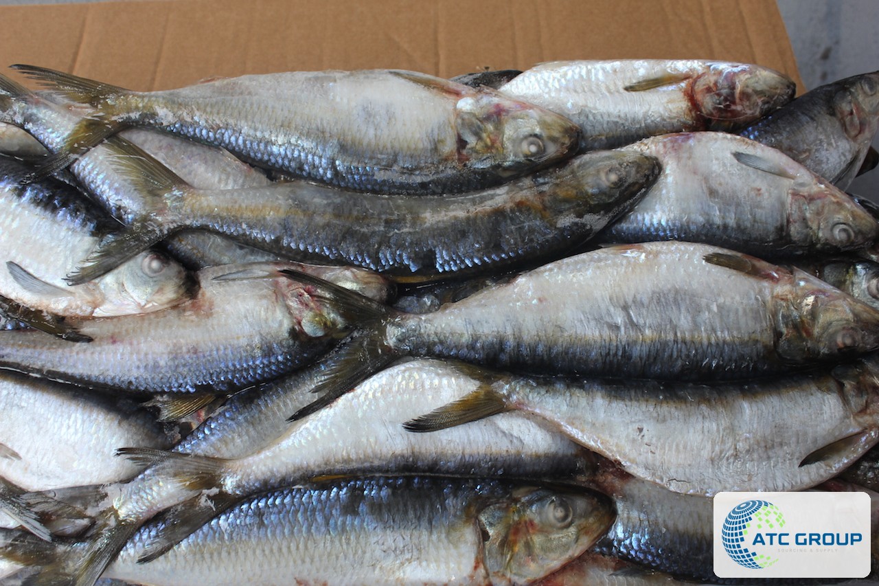 Frozen sardinella – additional product view