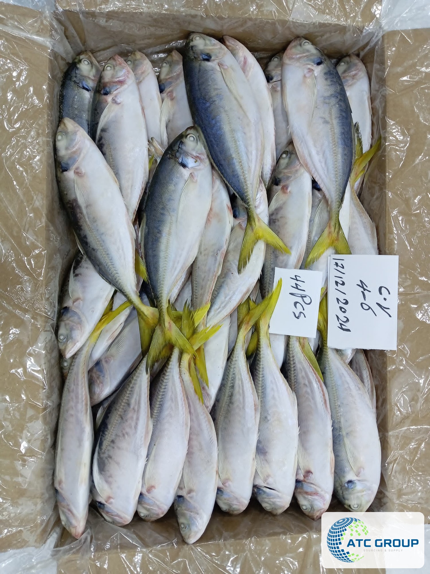 Frozen yellowtail scad – product view
