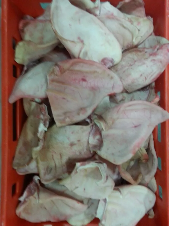 Frozen pork ears grade AB – illustrative photo 2