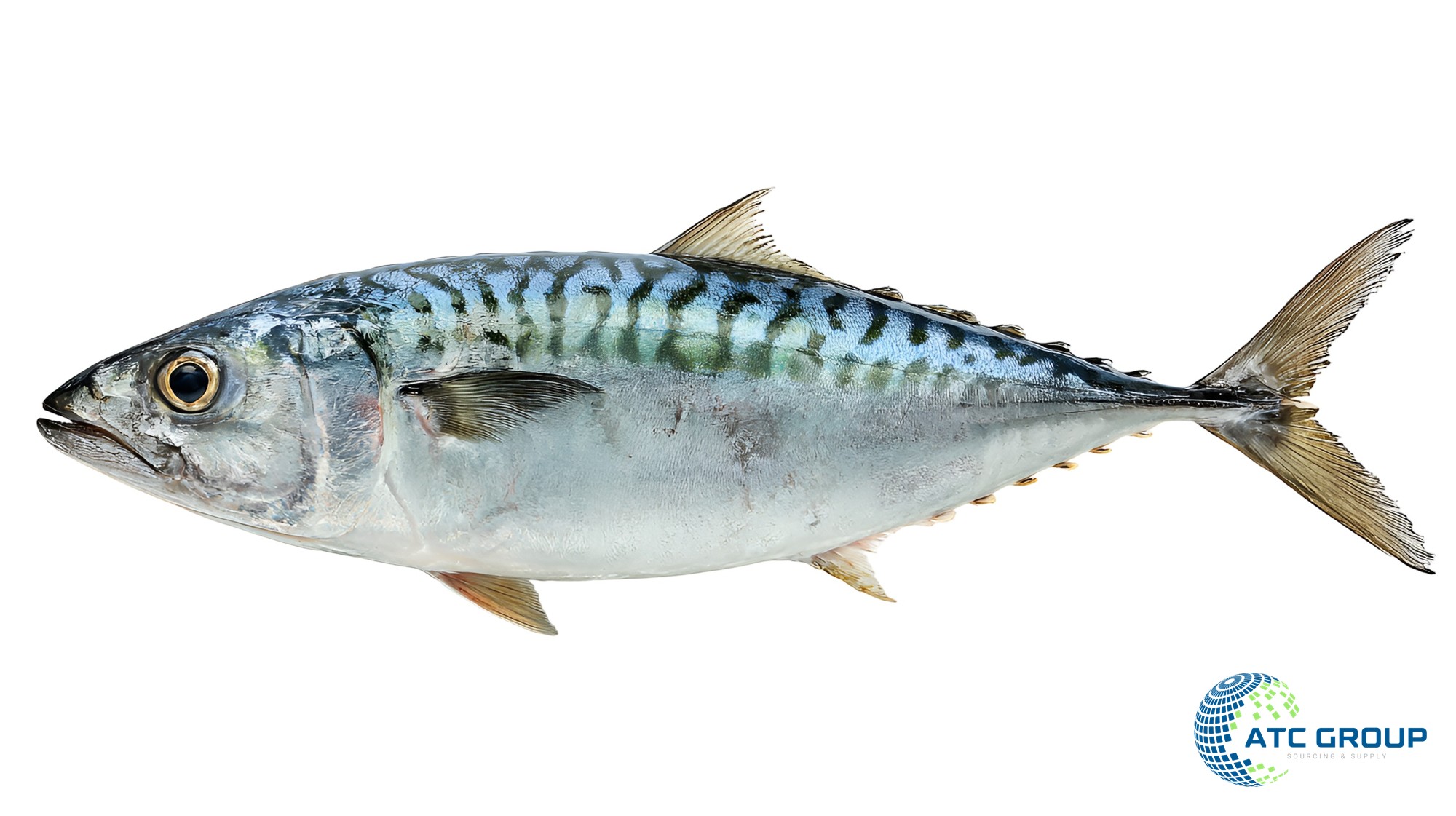 Frozen Pacific chub mackerel – whole fish on white background