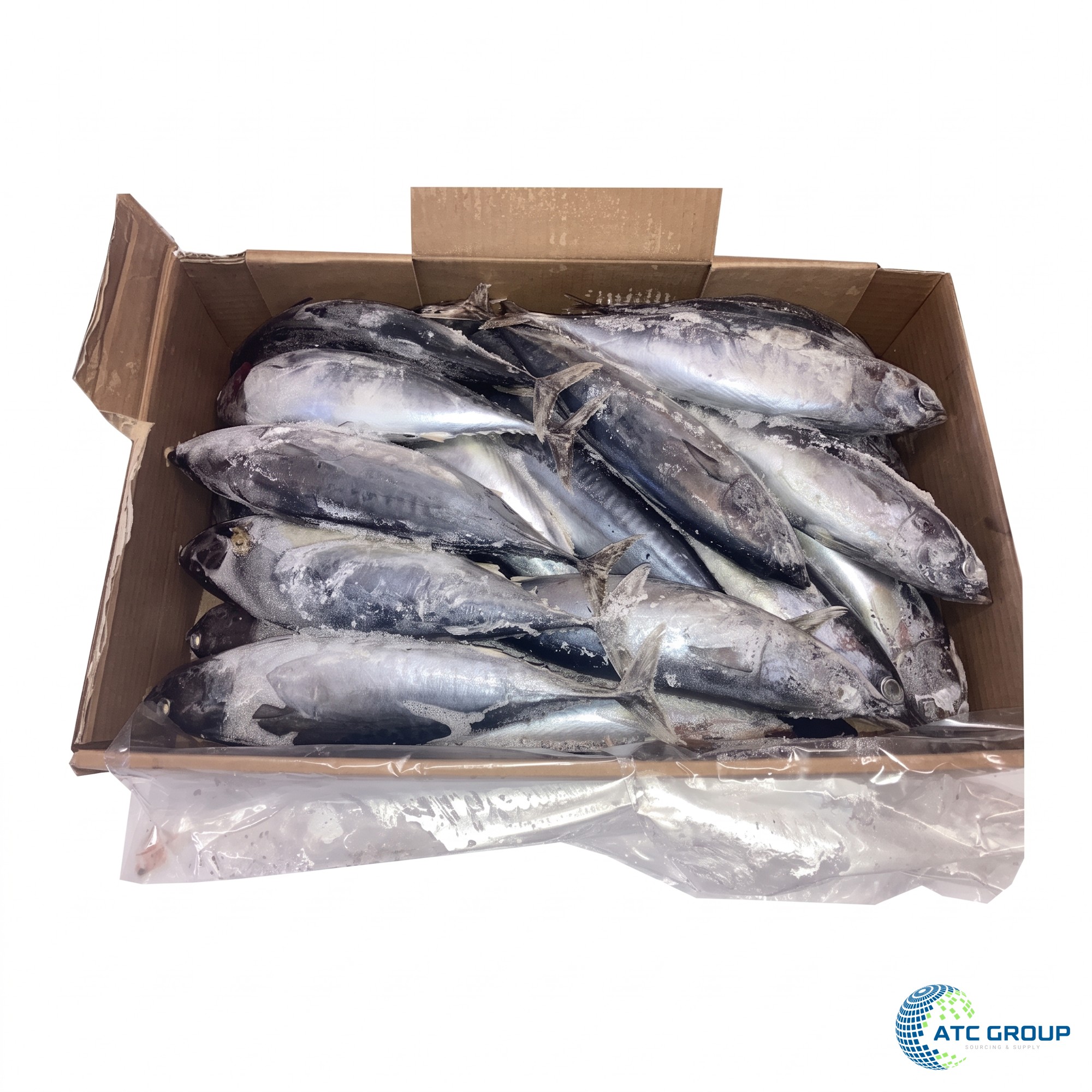 Frozen bullet tuna – export packaging