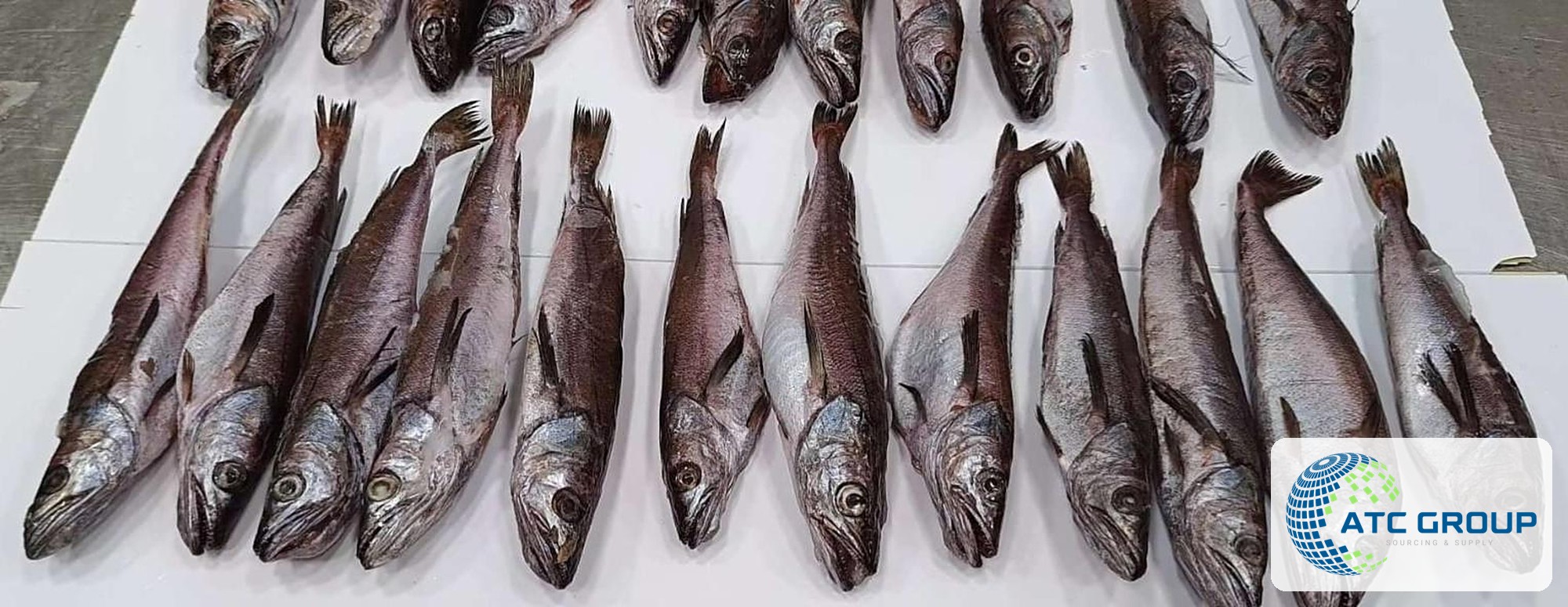Frozen hake – product view