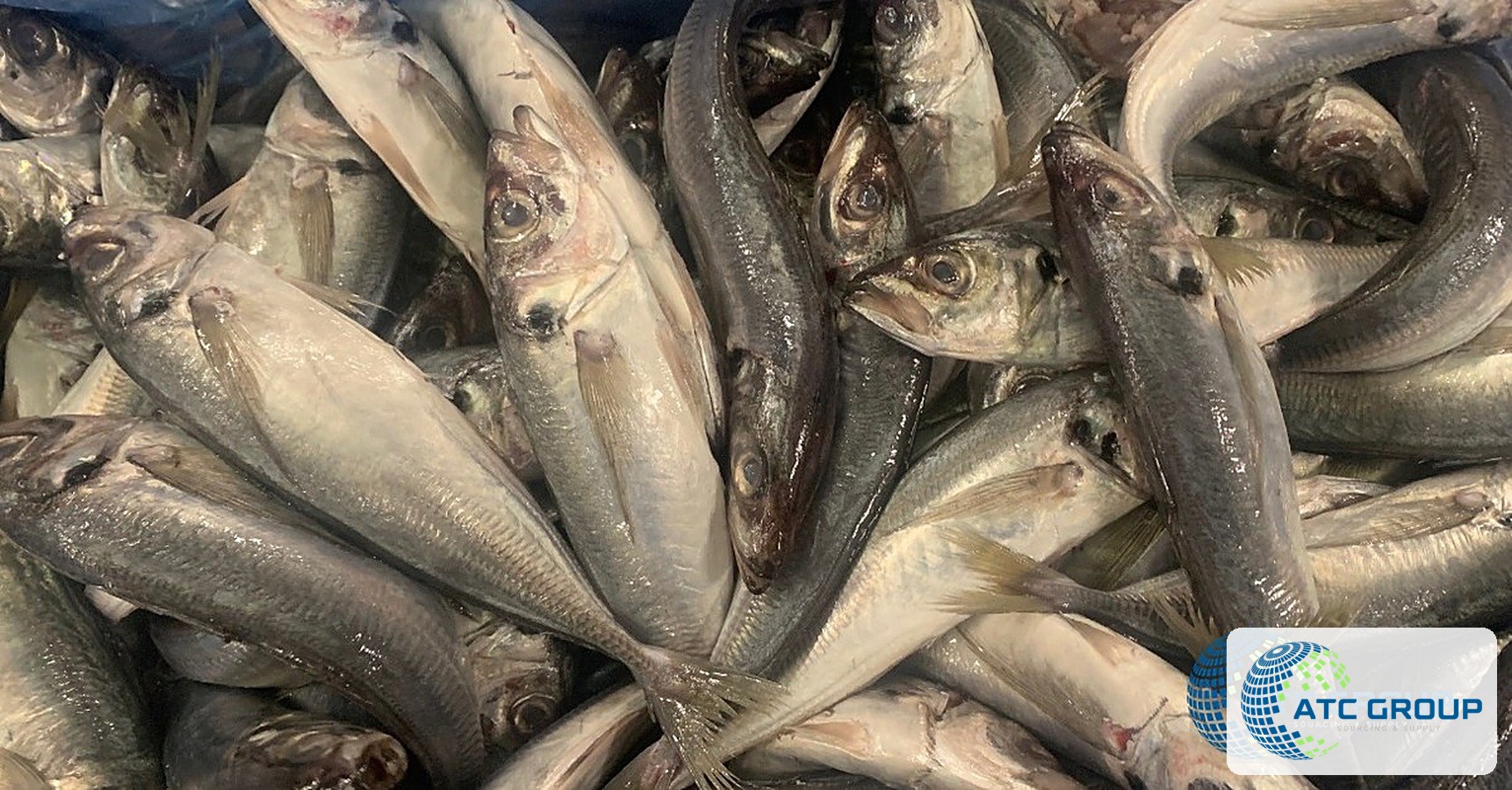 Frozen Atlantic horse mackerel – additional product view