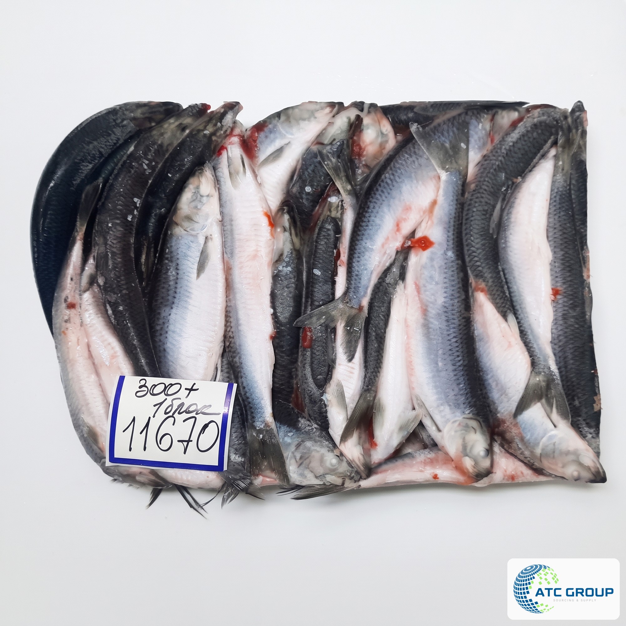 Frozen herring – additional product view