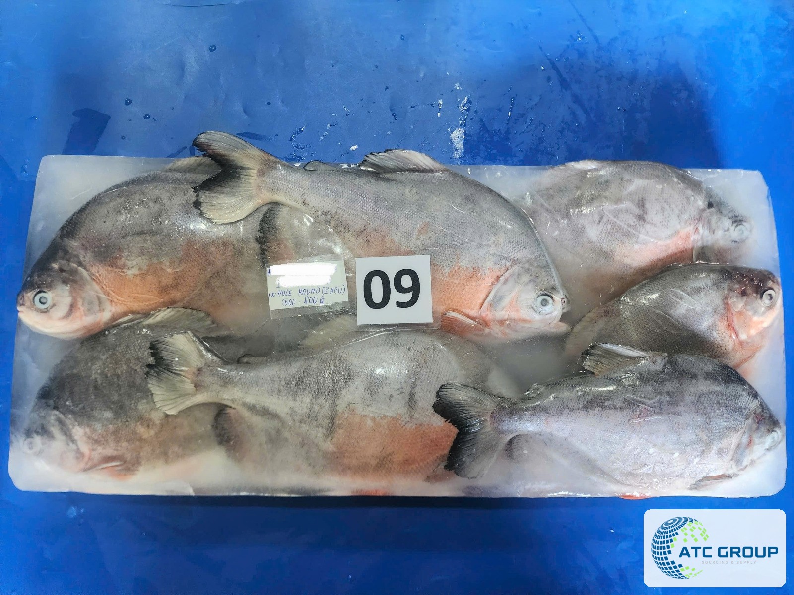 Frozen red pacu – additional product view