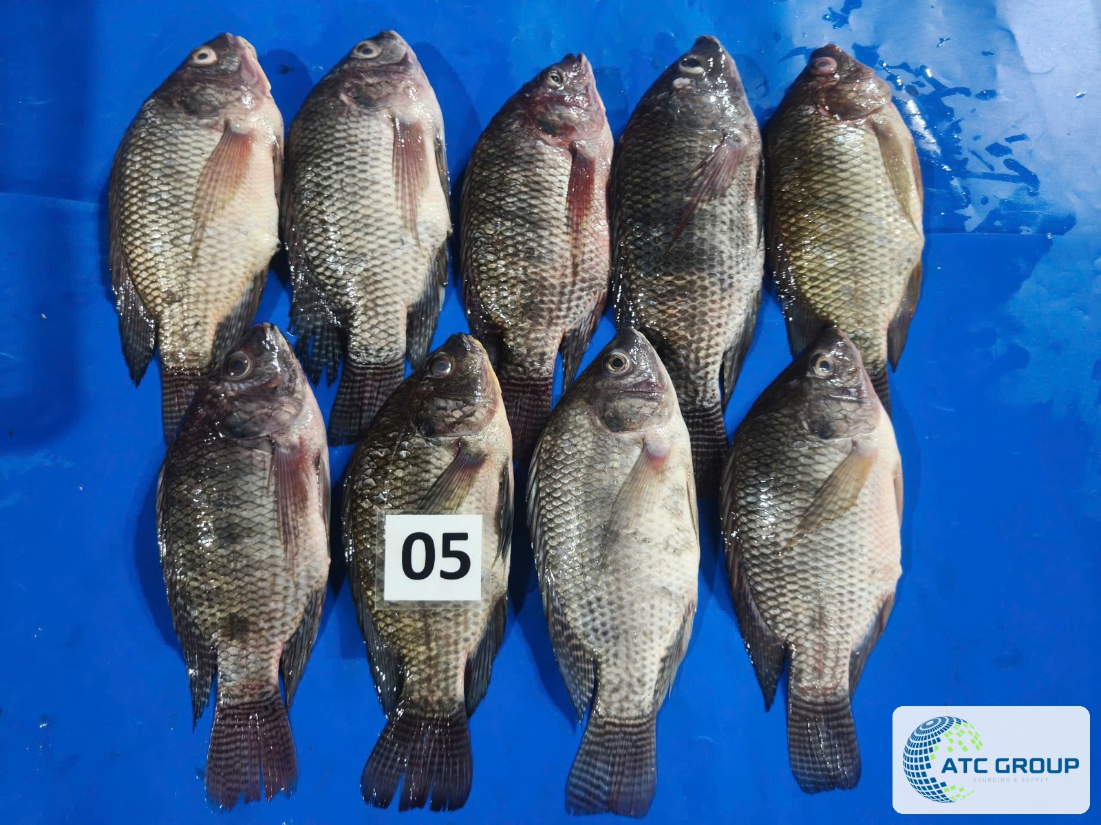 Frozen tilapia – size grading view