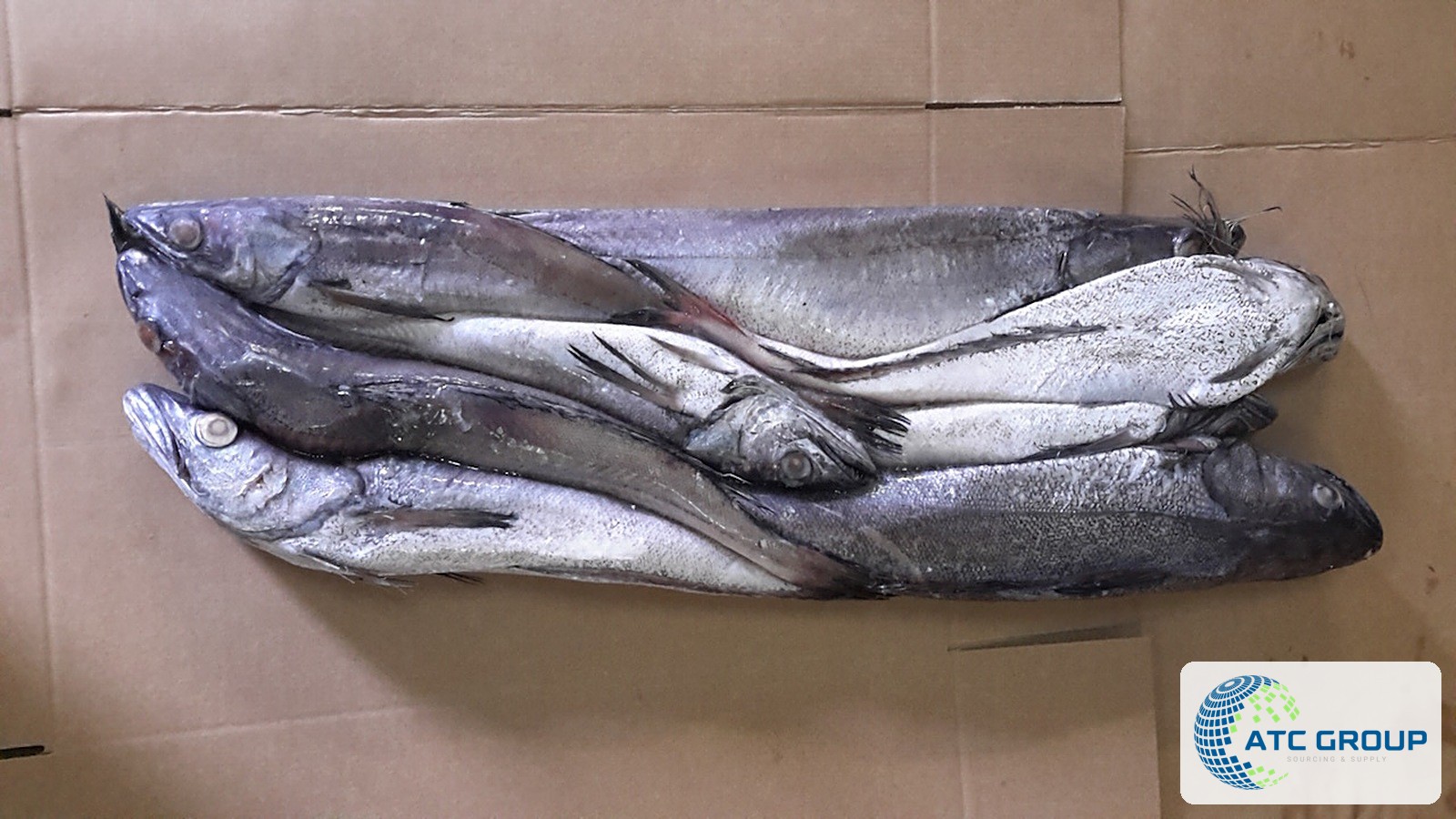 Frozen hake – additional product view